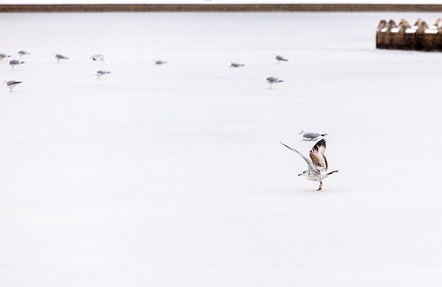 Seagull on Fountain Lake in Byrd Park (photo by Julianne Tripp Hillian/Richmond Free Press)