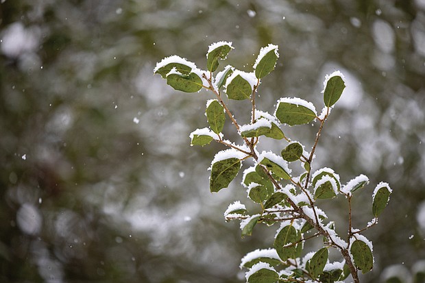 Snow-covered leaves (Julianne Tripp Hillian/Richmond Free Press)