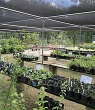 Courtesy of Houston Arboretum