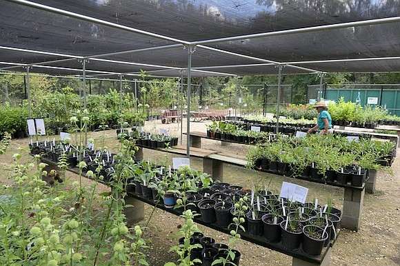 The Houston Arboretum & Nature Center will host its Spring Plant Sale March 20 and 21, offering nearly 200 varieties …
