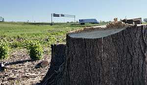 KSHB Tree Removal