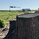 Tree Removal