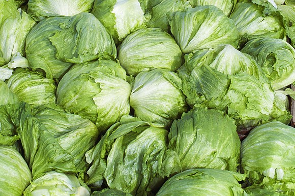A nationwide cyclosporiasis outbreak linked to recalled lettuce has spread across 15 states, sickening thousands and prompting an active CDC … A nationwide cyclosporiasis outbreak linked to recalled lettuce has spread across 15 states, sickening thousands and prompting an active CDC …