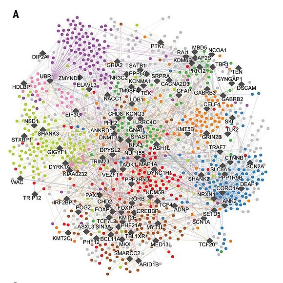 Scientists have built what they call a major new “wiring diagram” for autism, using AI and lab-grown mini-brains to reveal …