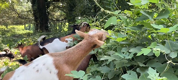 Goats are helping uncover a forgotten chapter of Black history in College Park as volunteers work to restore a hidden …