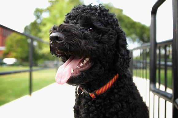 Sunny, the beloved Portuguese water dog who brought playful energy to the Obama White House, has died at 14, remembered …