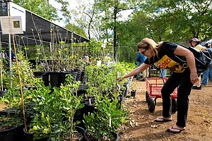 Houston Arboretum Fall Plant Sale