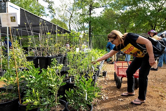 Houston gardeners can shop nearly 250 Texas native plant varieties at the Houston Arboretum’s Fall Plant Sale Oct. 2-3.