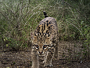Ocelots, the United States’ most endangered cat, are thriving on a working cattle ranch in the brush country of deep South Texas. With fewer than 100 remaining, the ocelot’s future depends on Texan ranchers actively conserving the land needed for both ocelot habitation and cattle ranching. Ranching With Ocelots follows the traditional vaqueros and researchers creating a sustainable agricultural system to leave both a ranching and wildlife legacy.

Learn more at: https://ourtexasourfuture.com/