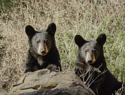 Black bears were driven out of Texas in the early 1900s, but have been making an unprecedented, natural return to their historic habitat since the 1990s. Second Chance profiles the incredible black bear observation & research being done by the Borderlands Research Institute, conservationists, and West Texas ranchers.

Learn more at: https://ourtexasourfuture.com/
