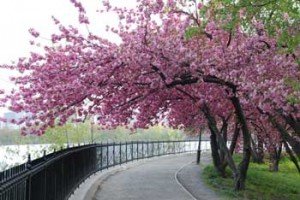 Commemorative Tree Planting At Hermann Park Japanese Garden For
